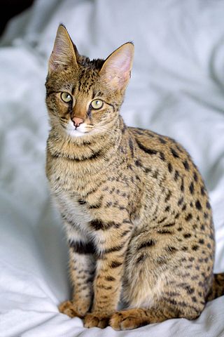 Savannah_Cat